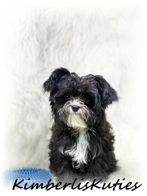 YORKIEPOO (Yorkshire Terrier/Toy Poodle) Tiny Wyatt