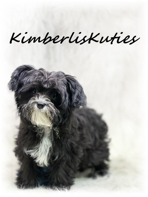 YORKIEPOO (Yorkshire Terrier/Toy Poodle) Tiny Wyatt