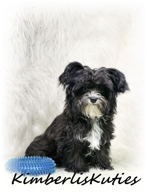 YORKIEPOO (Yorkshire Terrier/Toy Poodle) Tiny Wyatt