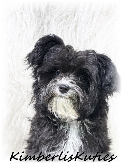 YORKIEPOO (Yorkshire Terrier/Toy Poodle) Tiny Wyatt