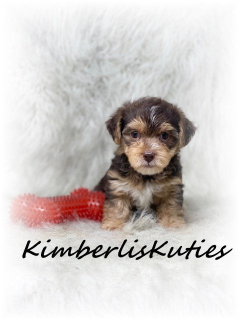 YORKIEPOO (Yorkshire Terrier/Toy Poodle) Male, Bodie