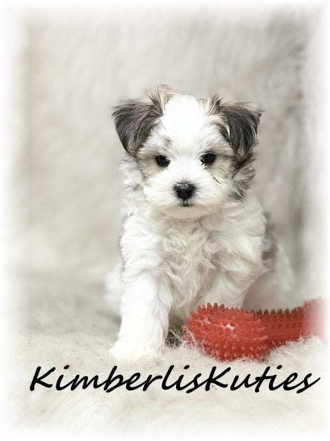 MORKIE (Maltese/ Yorkshire Terrier) Male, Paxton
