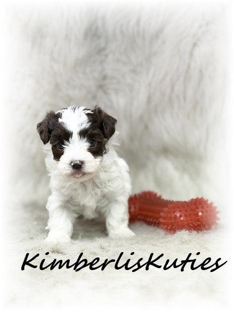 YORKIE POO (Yorkshire Terrier/Toy Poodle) Male, Max