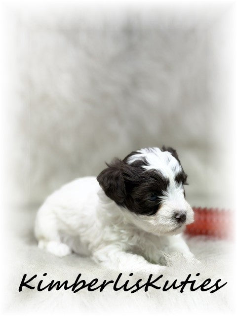 YORKIE POO (Yorkshire Terrier/Toy Poodle) Male, Max