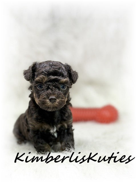 Yorkie Poo (Yorkshire Terrier/Toy Poodle) Male, Miles