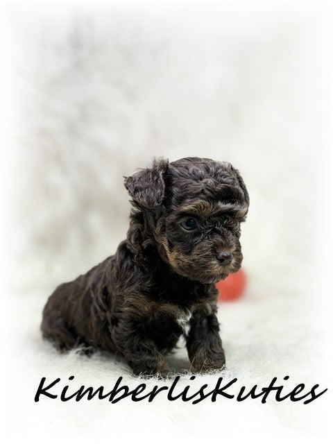 Yorkie Poo (Yorkshire Terrier/Toy Poodle) Male, Miles