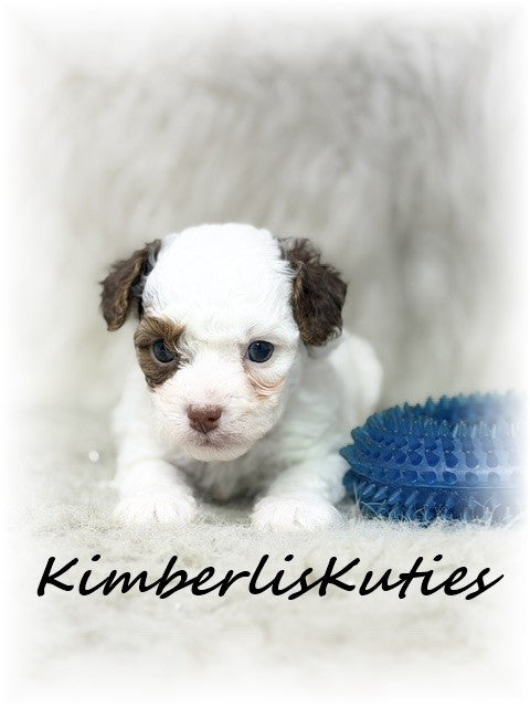 YORKIE POO (Yorkshire Terrier/Toy Poodle) Male, Milo