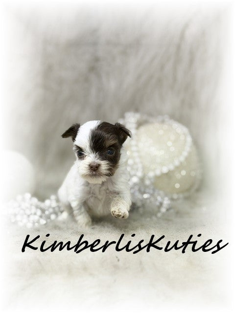 CHOCOLATE PARTI Yorkshire Terrier ~ Female, Pixie