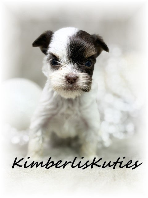 CHOCOLATE PARTI Yorkshire Terrier ~ Female, Pixie